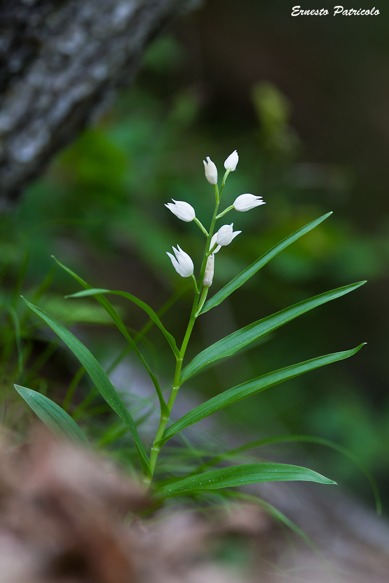 Cephalanthera longifolia